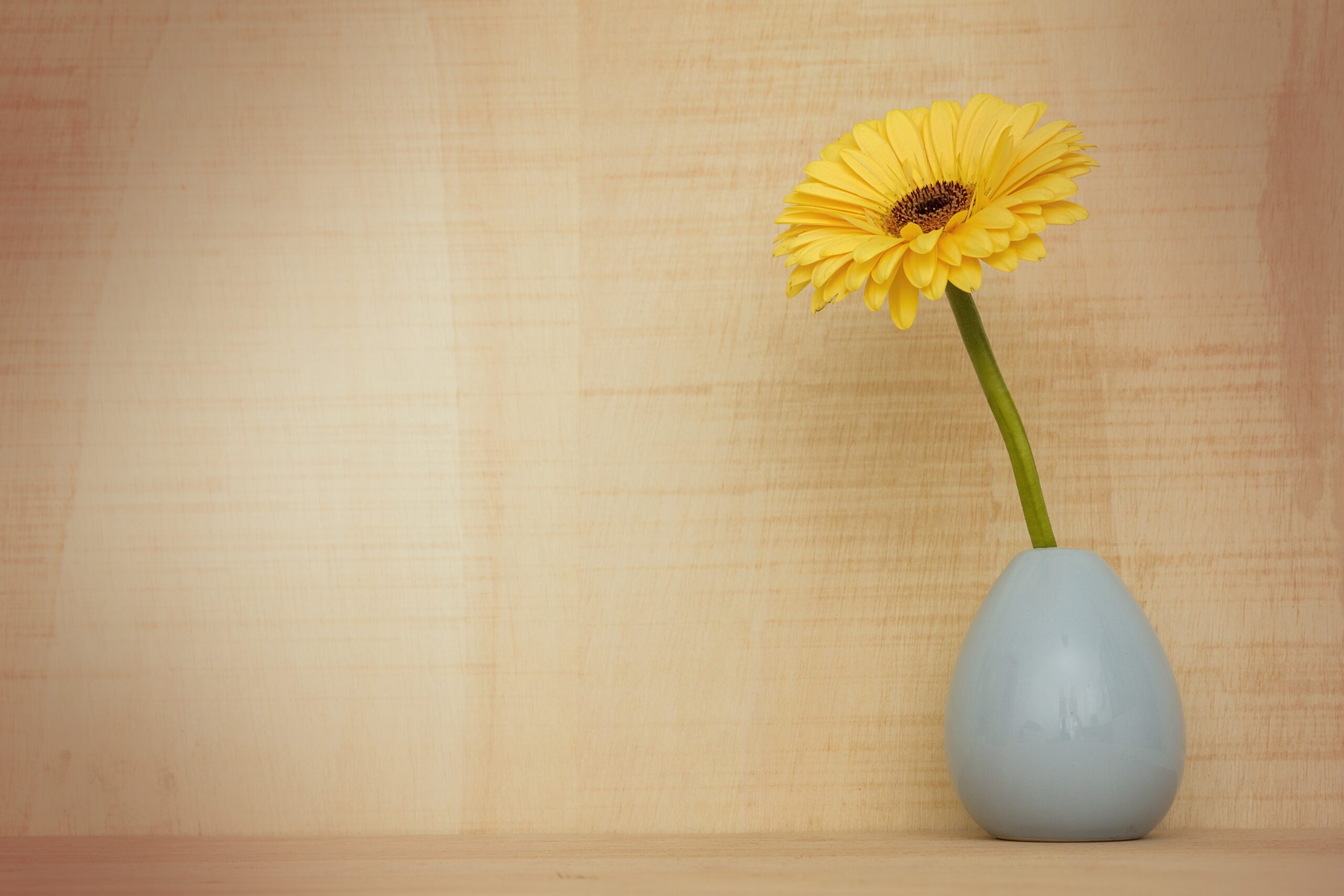 majacvetojevic-gerbera-flower-3186015