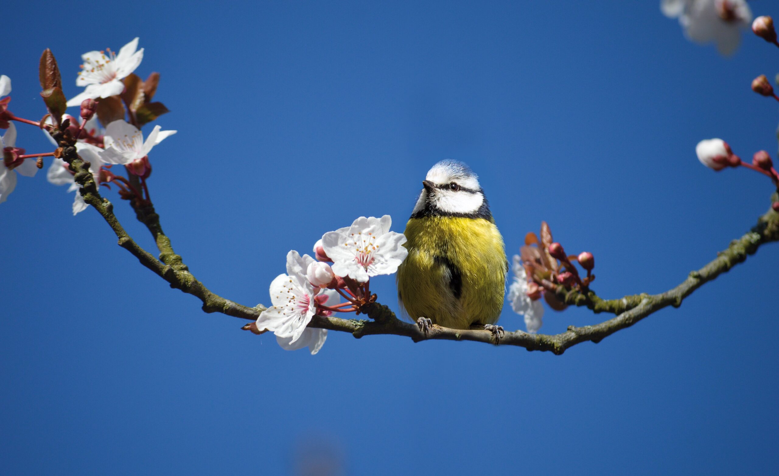 neelam279-blue-tit-9506658